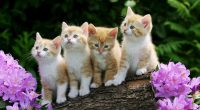 Curious Kittens5394212043 200x110 - Curious Kittens - Play, Kittens, Curious
